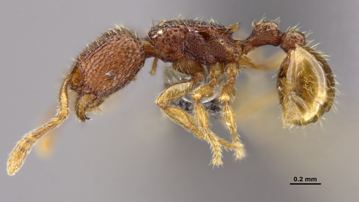 New endemic ants from the Andamans The Hindu